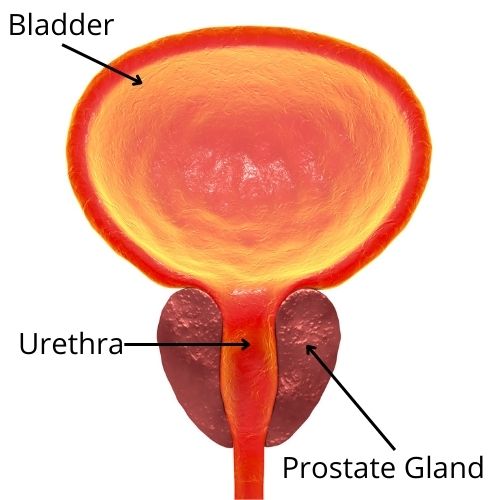 Prostate Cancer Statistics and Facts for Men - Mocha Man Style